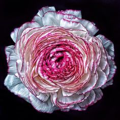 a pink and white flower on a black background