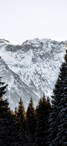 snow covered mountains with trees in the foreground