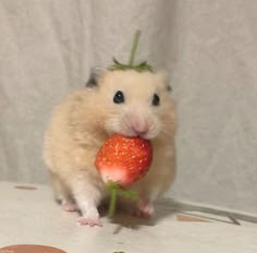 a hamster holding a strawberry in its mouth