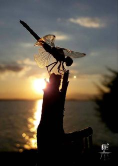 a dragonfly sitting on top of a tree branch in front of the ocean at sunset