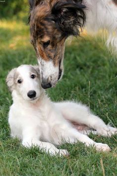 two dogs are playing in the grass with one dog's head on the other