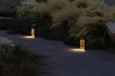 some lights that are on in the ground by some bushes and grass with long grass behind them