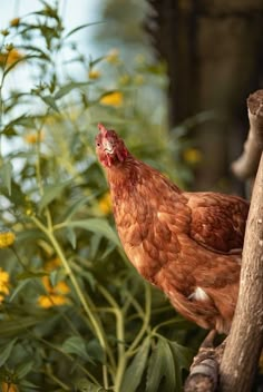 a brown chicken standing on top of a tree branch next to yellow and white flowers