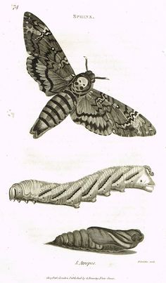 two moths are shown in black and white, one is on its wing while the other has