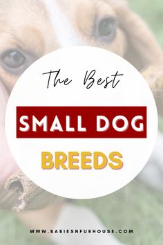 the best small dog breeds for dogs with their owner's hand holding a bone