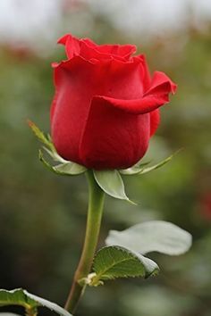 a single red rose with green leaves in the foreground