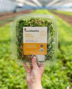 a hand holding up a plastic container filled with lettuce in a garden area