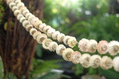 some white flowers are hanging in the air near a tree and other greenery behind them