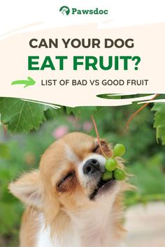 a dog is eating some green fruit from a tree with the caption can your dog eat fruit? list of bad vs good fruit