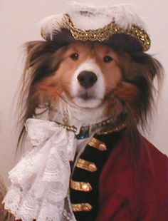 a dog dressed up in a costume