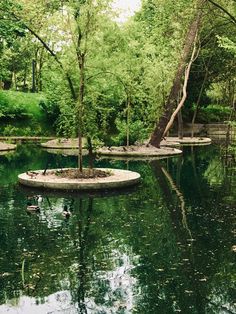 there is a small pond in the middle of some trees and water with ducks swimming around it