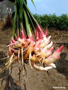 the large bunch of onions are ready to be picked from the garden or planter