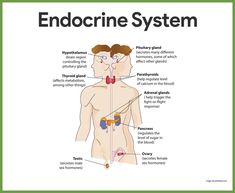 the endocine system is shown in this diagram