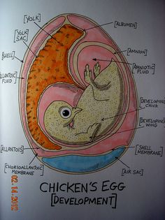 an egg diagram with labeled parts in the center and on the outside, chicken's egg is shown