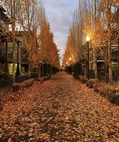 an empty street with lots of leaves on the ground