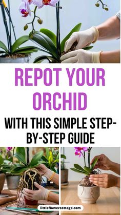 Use this easy to follow guide to learn the right way to repot an orchid so it continues to grow and thrive Orchid Plant, Inside Plants, Orchid Plants