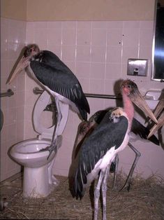 two large birds standing next to each other in a bathroom