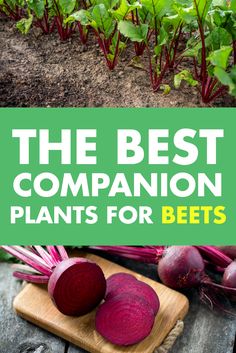 the best companion plants for beets and how to use them in your vegetable garden