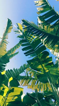 green leaves are shown against the blue sky