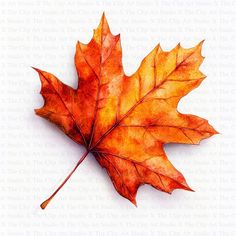 an orange maple leaf on a white background