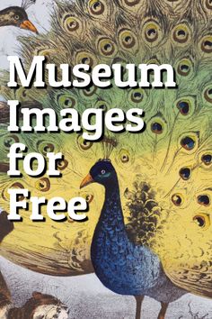 the cover of museum images for free, with an image of a peacock and other birds