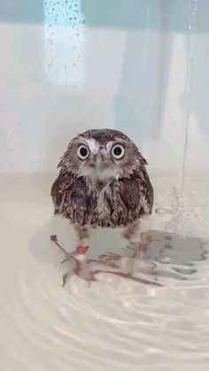 an owl is sitting in the water with its eyes wide open