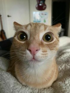 an orange and white cat with big eyes looking at the camera while lying on a bed