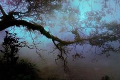 a tree branch in the middle of a foggy forest