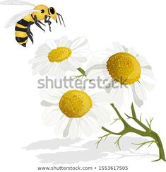 a bee flying over some daisies on a white background