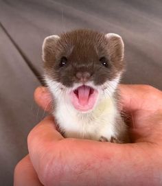 a small animal is being held in the palm of someone's hand with it's mouth open