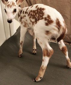 a baby deer is standing on the floor