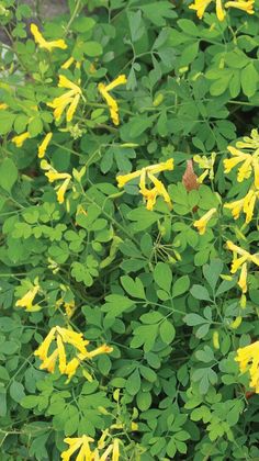 Yellow Corydalis Japanese Forest, Grayish Green, Deer Resistant Plants, Spring Gardening, Fine Gardening, Landscape Designs, Seasonal Garden, Gardening Landscaping, Spring Garden