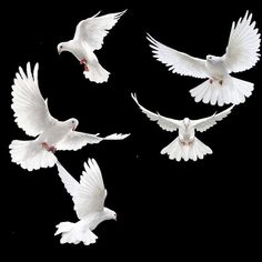 four white doves are flying in the air