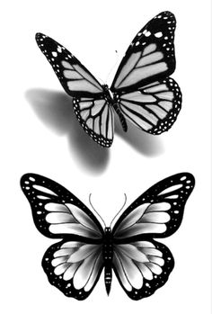 two black and white butterflies on a white background