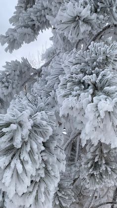 snow covered pine trees are shown in the foreground