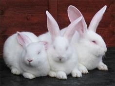 three white rabbits sitting next to each other