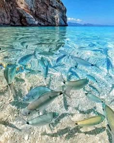 a group of fish swimming on top of a body of water next to a rocky cliff