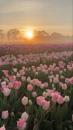 a field full of pink and white tulips with the sun setting in the background