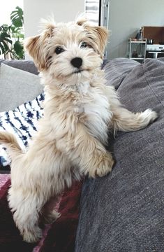 a small white dog sitting on top of a couch