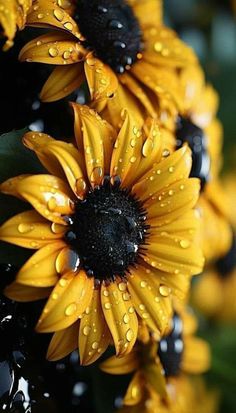 the sunflowers are covered in raindrops with water droplets on it's petals