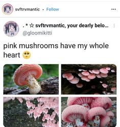 pink mushrooms have my whole heart