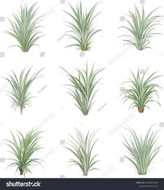 an image of various plants on white background