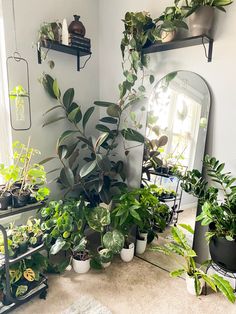 a room filled with lots of potted plants next to a mirror and shelves on the wall