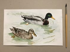 two ducks floating on top of water next to a pencil