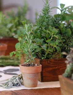 several potted plants sitting on top of a wooden table