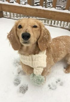 a dog is standing in the snow wearing a sweater