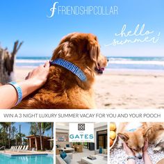 a collage of photos with a dog and the words, friends pool, hello summer win a night luxury vacation for you and your pooch