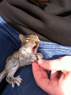 a baby squirrel is being fed by someone's hand while sitting on their lap