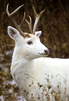 a white deer with antlers standing in the snow