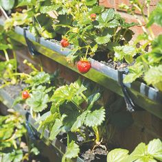 strawberries growing on the side of a brick wall in an urban garden, ready to be picked up